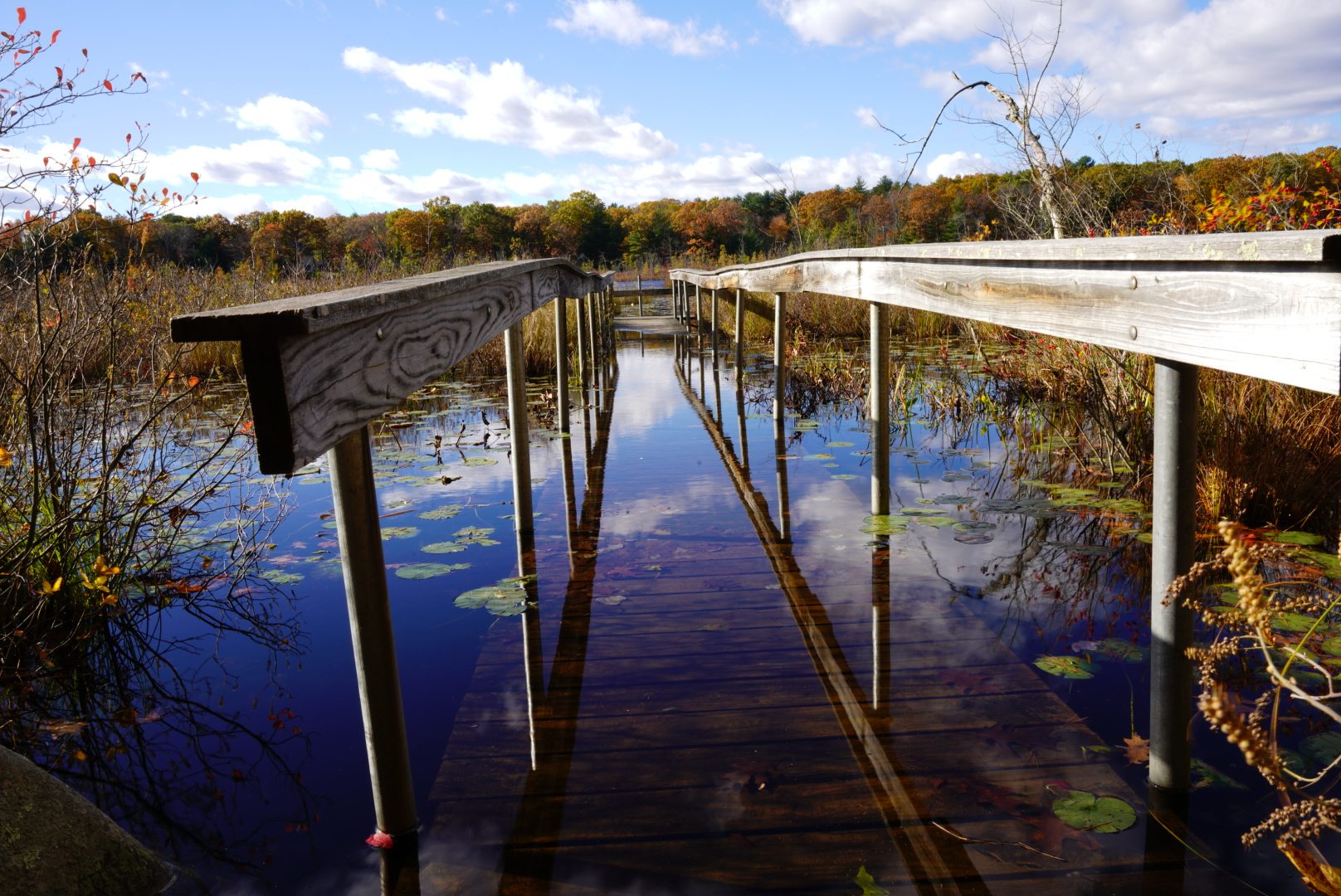 Autumn boardwalk over a still lily pond